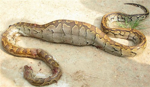 python