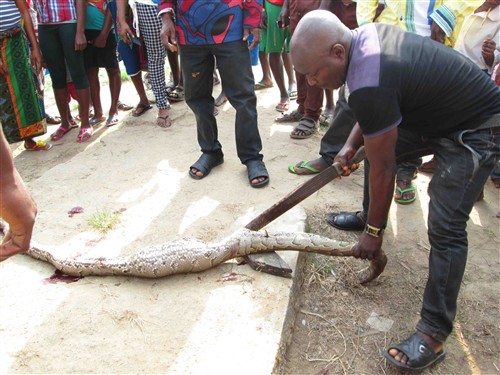 niger delta python